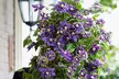 2er- oder 4er-Set Kletterpflanze Clematis Taiga, inkl. Versand - Second Medium
