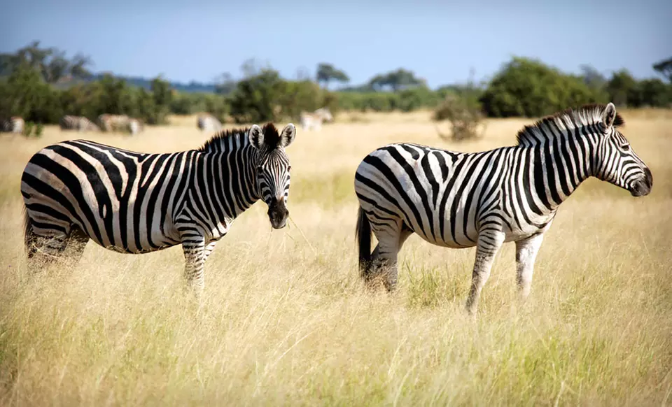 Nine-Day Kenyan Safari with Airfare from Odyssey Safaris - Primary Image