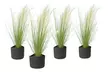 4x oder 8x Federgras (Stipa tenuissima) - Second Medium
