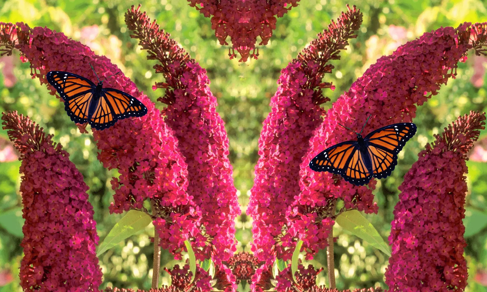 Set di 2 o 4 piante di Buddleja Davidii Royal Red, con spedizione gratuita - Primary Image