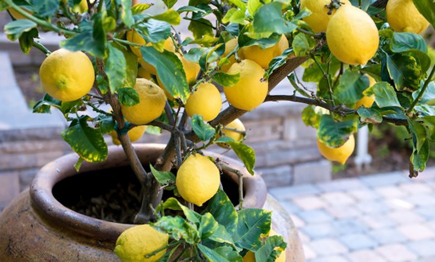 Image 1: Mediterranean Fruit Trees