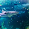 SEA LIFE Sydney Entry