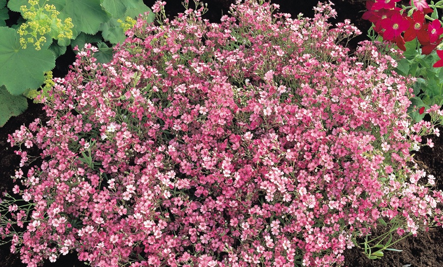 Image 6: 30 Everlasting Perennial Collection Plants