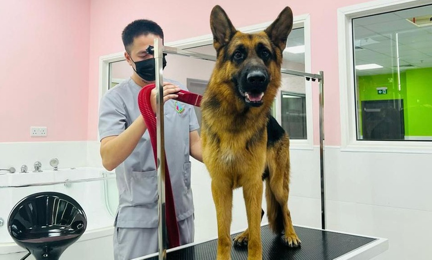 Image 6: Grooming or Washing at Fancy & Furry Pets Care 