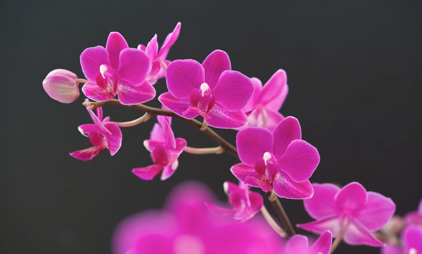 Image 3: Orchidée phalaenopsis