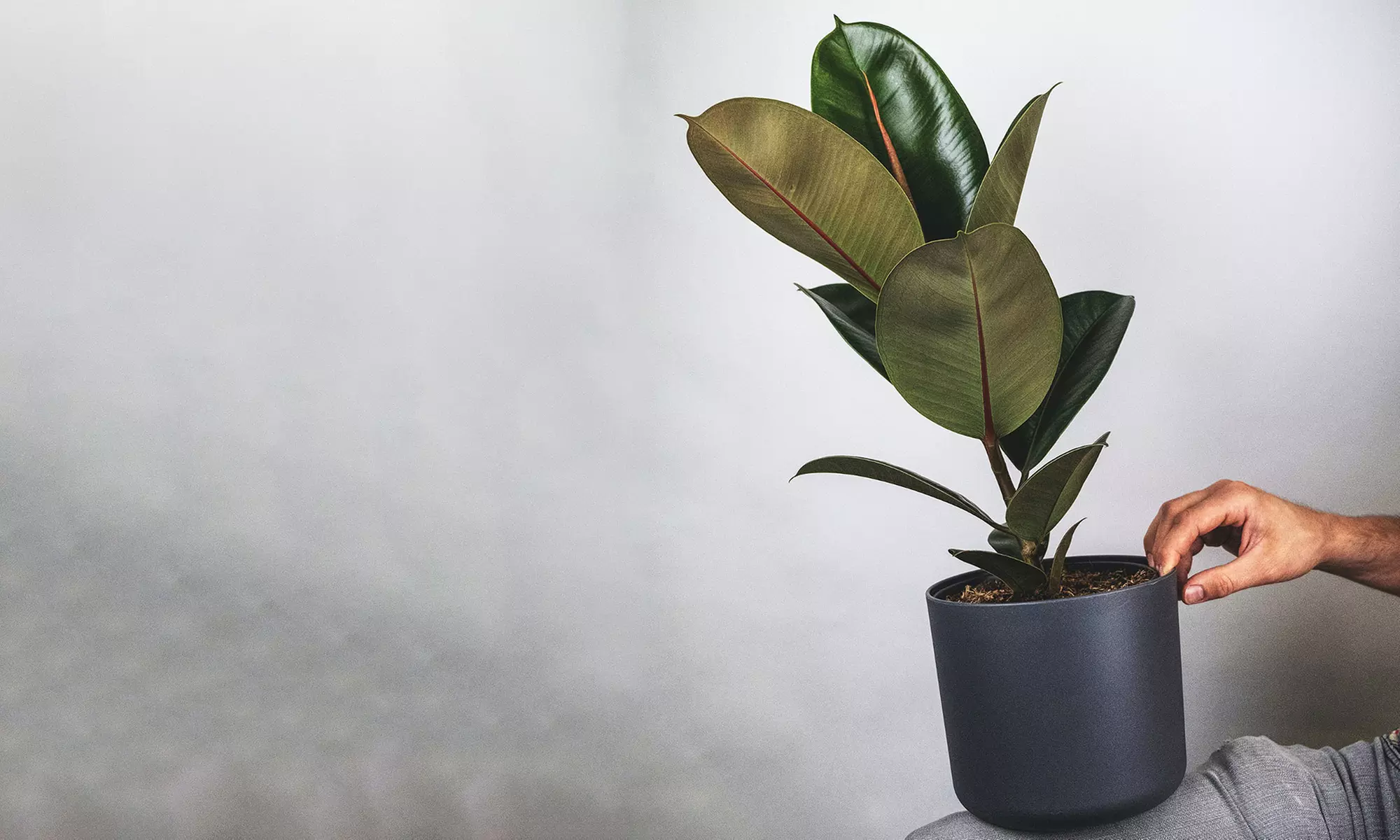 Conjunto de 5 plantas purificadoras de aire