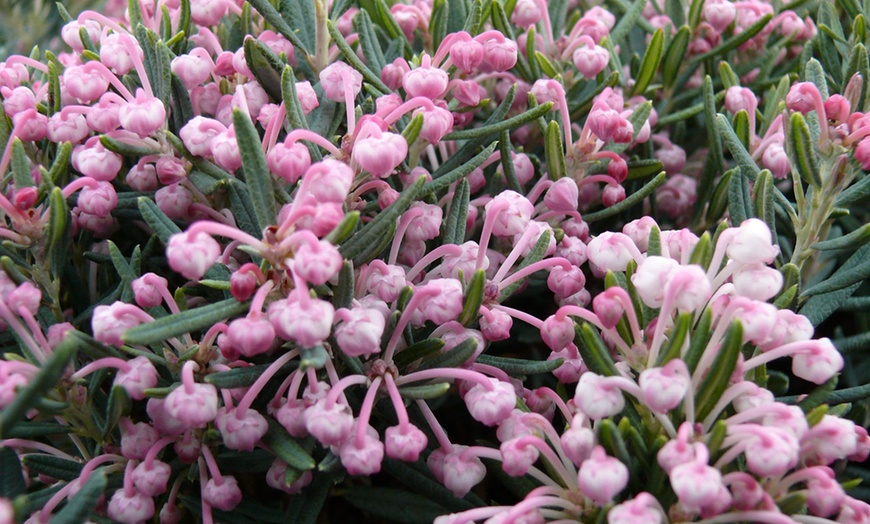 Image 1: XL ‘Blue Ice’ Bog Rosemary Shrub