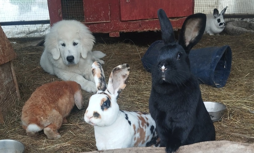 Image 7: Bilety do Mini Zoo Zwierzaczkowo w Szklarskiej Porębie