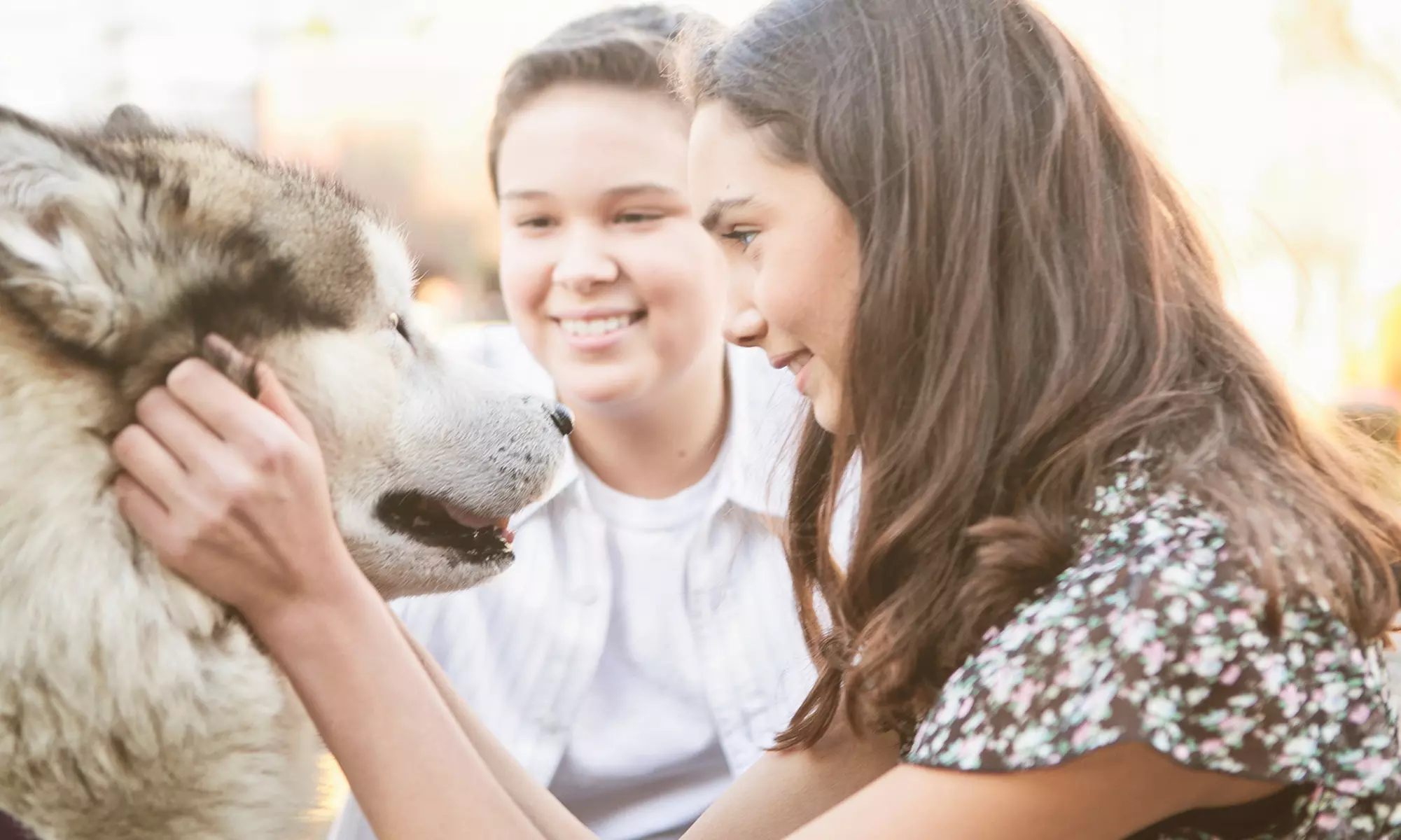 $19 for an Accredited Online Animal-Psychology Course from Holly and Hugo ($175 Value) - Primary Image