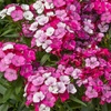 Image 1: 10 or 20 Sweet William Dianthus Dart Pink Magicia Plants