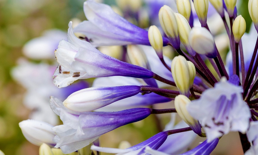 Image 3: Agapanthus Everpanthus Collection - 3 Plants