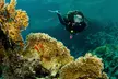 Descubre las maravillas del mar con un bautismo de buceo, con diploma acreditativo y descuento en cursos posteriores - Second Medium