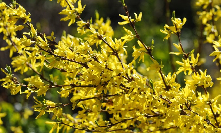 Image 11:  Mixed Hardy Shrub Collection - 8, 16 or 24 Plants