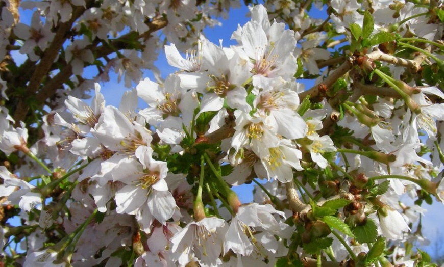 Image 2: Compact Fuji Cherry Blossom 'Kojo-No-Mai' Potted Plant