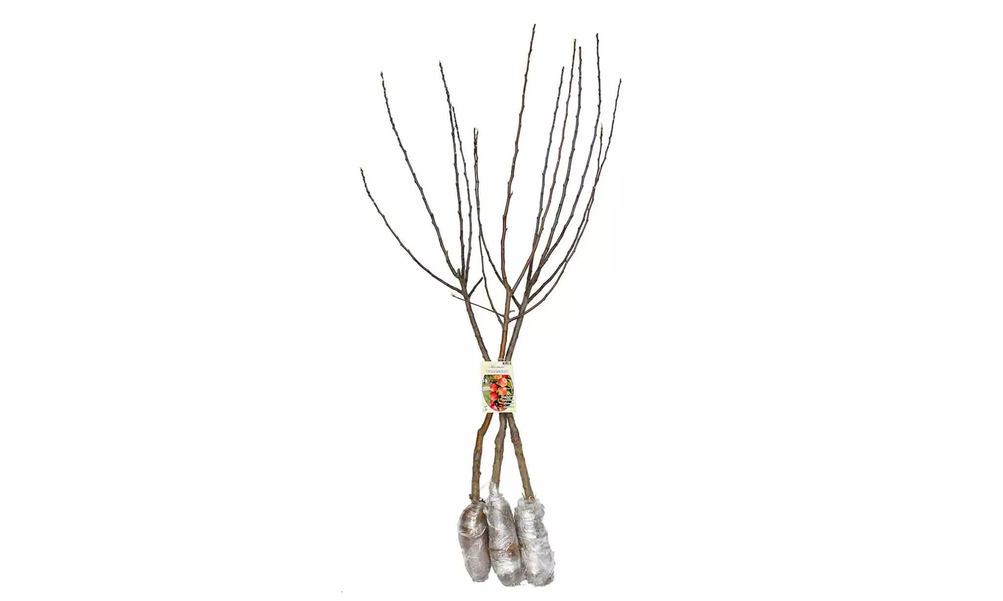 3x Apfelbaum Jonagold - Second Medium