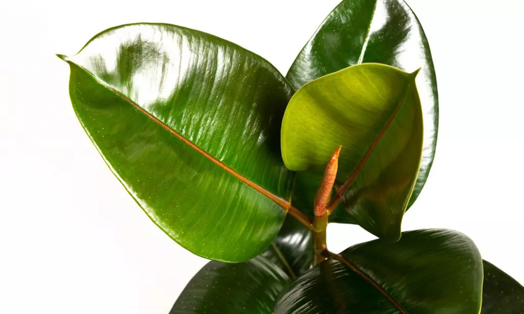 Ficus elastica - Second Medium