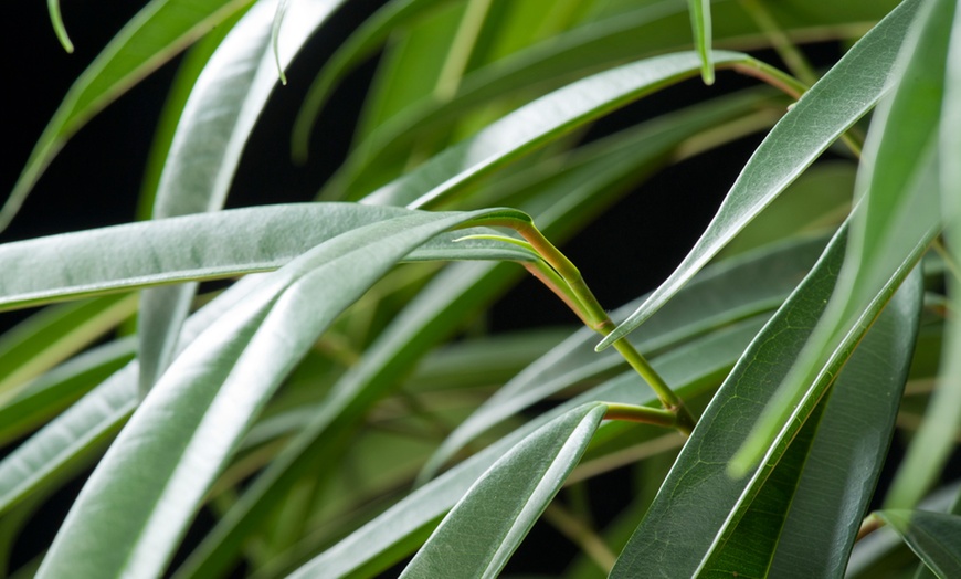 Image 8: Plant de ficus Rootz