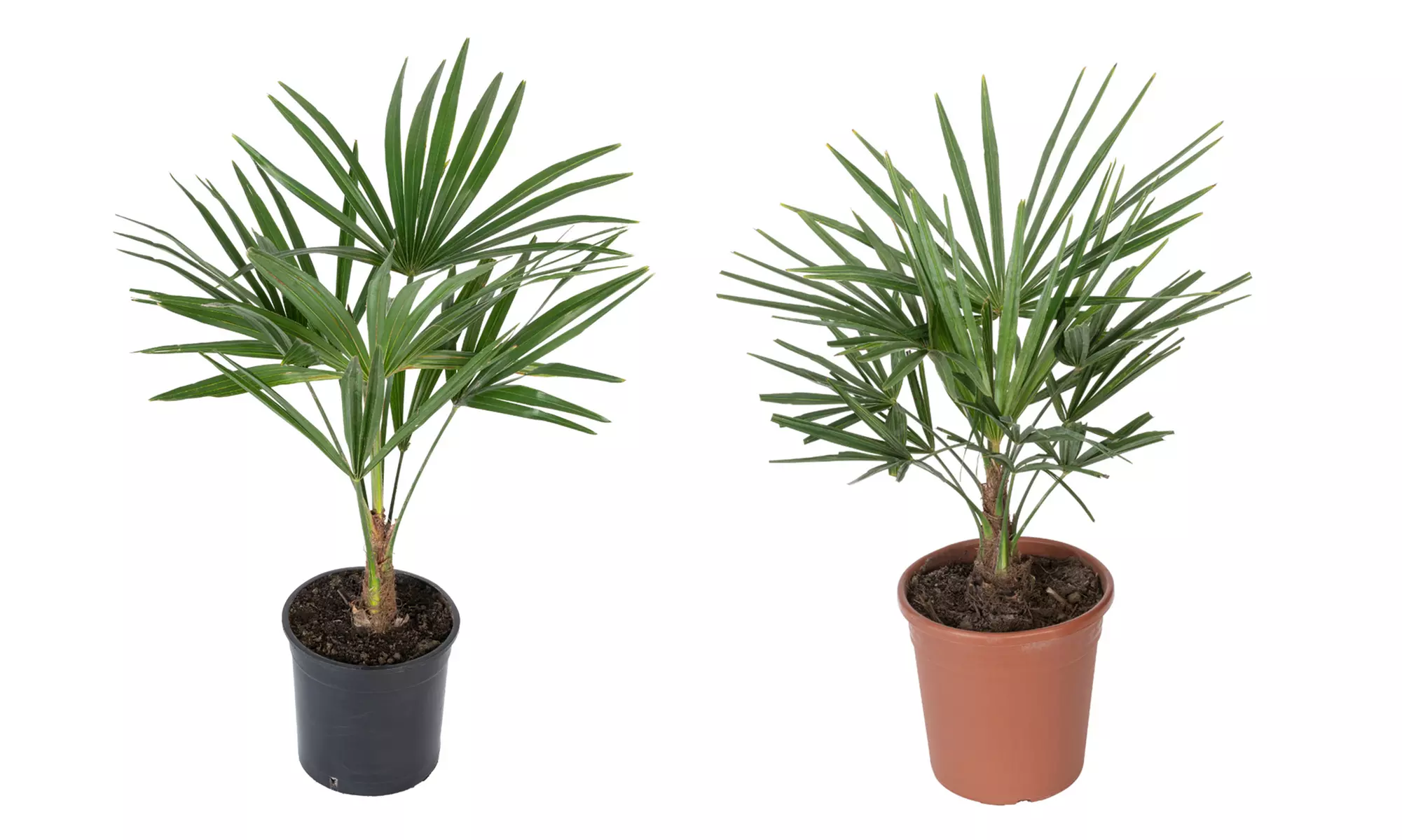 1 of 2 Trachycarpus fortunei, medium of large palmbomen - Primary Image