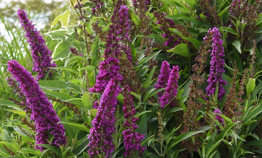 Image 9: One or Three Buddleja Butterfly Tower Plants