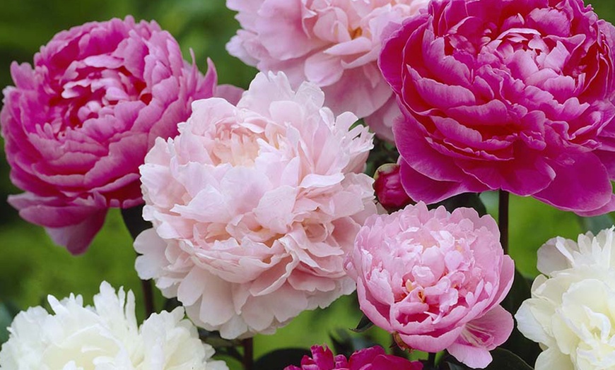 Image 3: Peony Mixed Collection – 3 or 6 plants