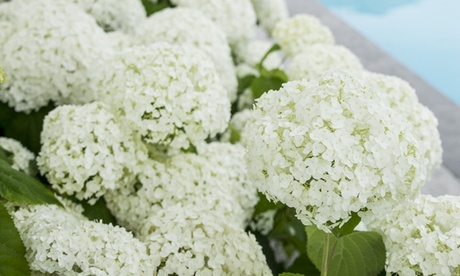 Fino a 4 piante da giardino Hydrangea Strong Annabelle