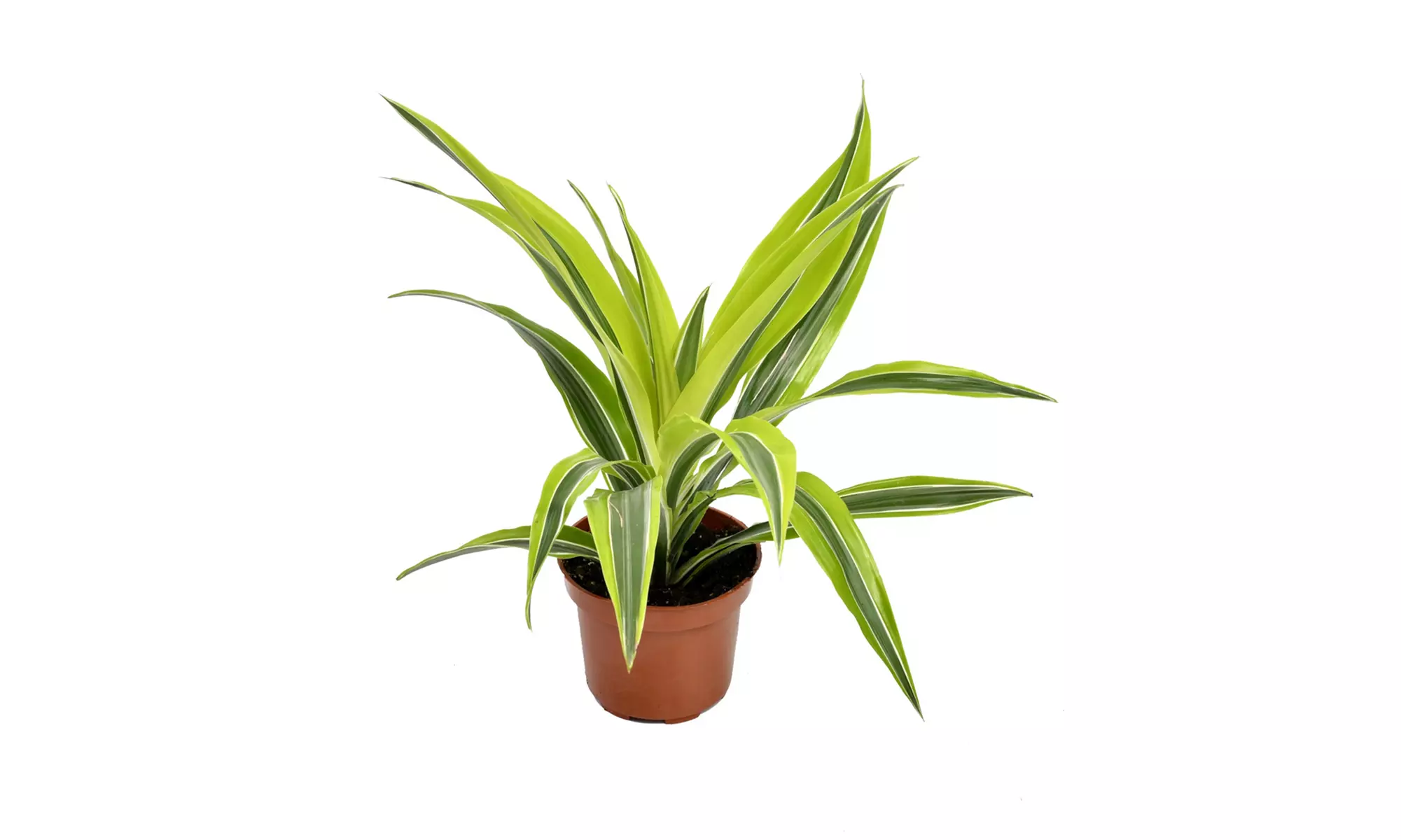 4  plantas de interior