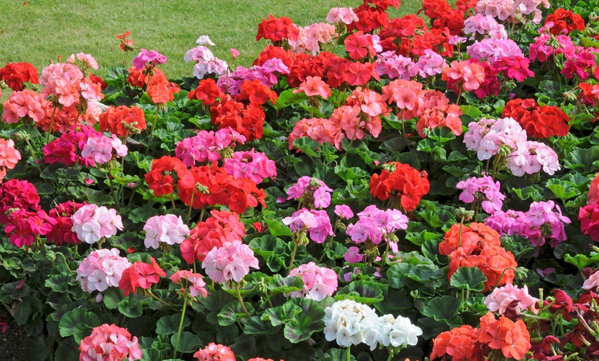 Image 3: 6, 12 or 18 Summer Bedding Collection Plants