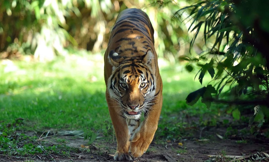 Image 9: Tageskarte für den Zoo Krefeld