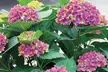 Two or Four Hardy Shrub Hydrangea Glam Rock Plants - Image 3