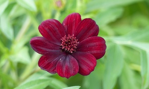 Chocolate scented Cosmos larg...