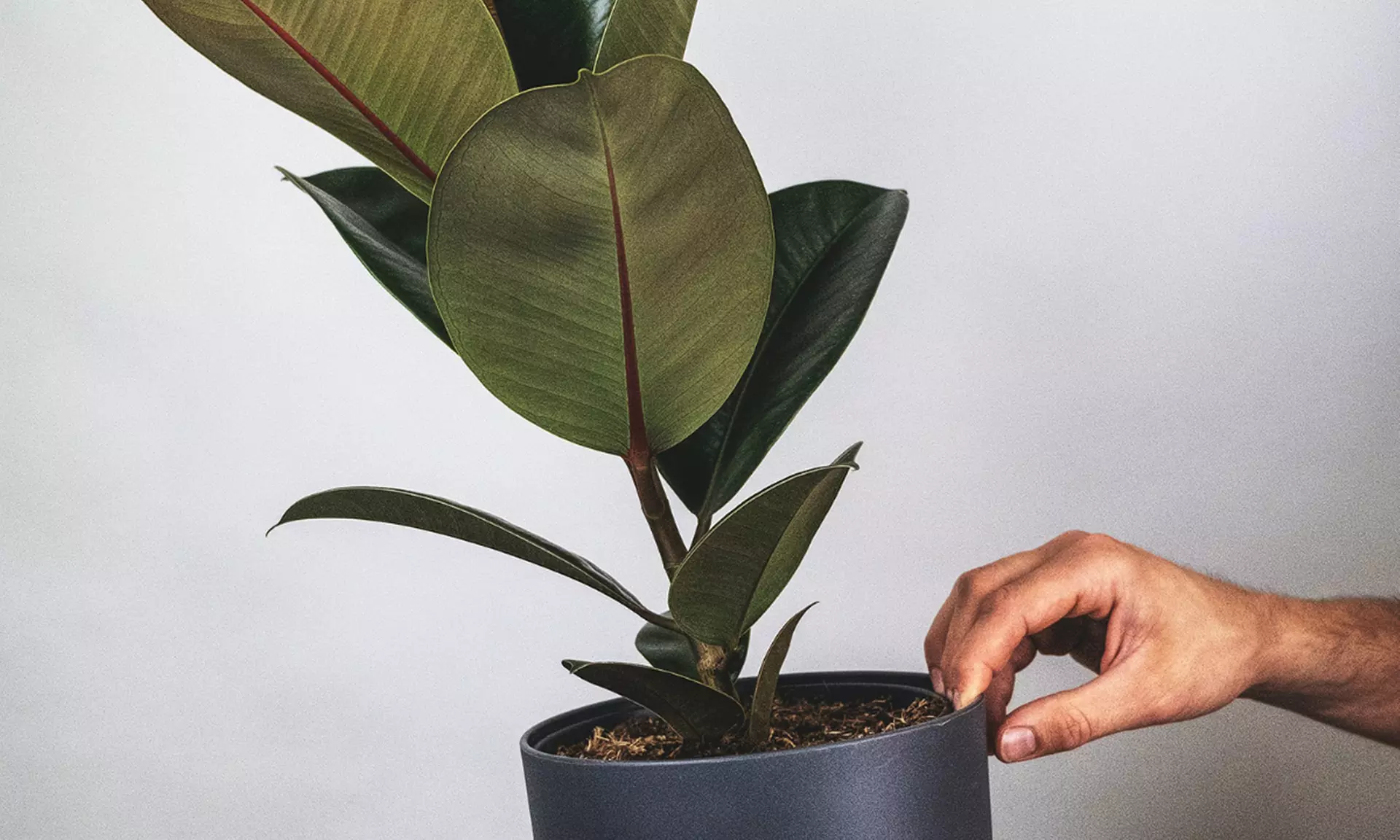 Collection exclusive de 5 plantes d'intérieur