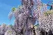 Scented Wisteria Prolific – 1 or 2 Potted Plants (1.5-Litre Pots) - Image 3