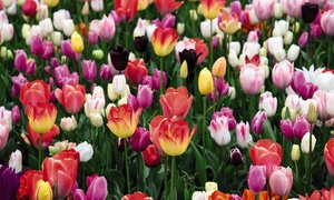  16, 50 or 100 Tulip Triumph Mixed Bulbs 