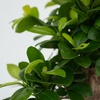 Image 3: Rootz Two Ficus Ginseng Bonsai Tree Pots 20cm