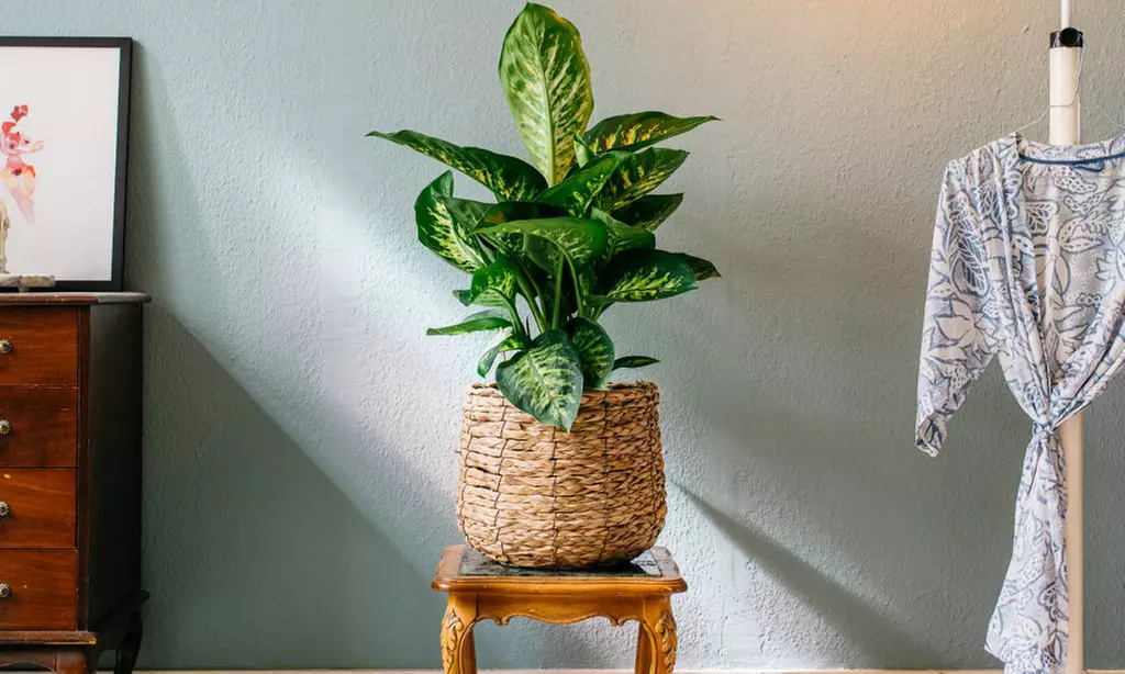 Plante d'intérieur Dieffenbachia Reeva, 60-65 cm à la livraison - Primary Image