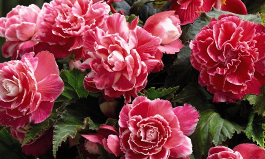 Image 5: 10 or 20 Begonia 'Camelia' Plants