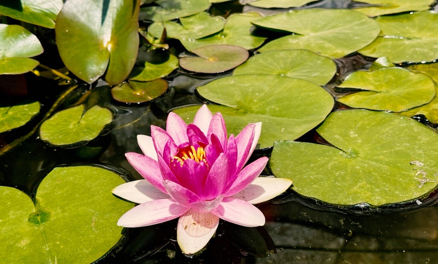 Image 10: Ritual de masaje relax de piernas y espalda o cuerpo completo para 1