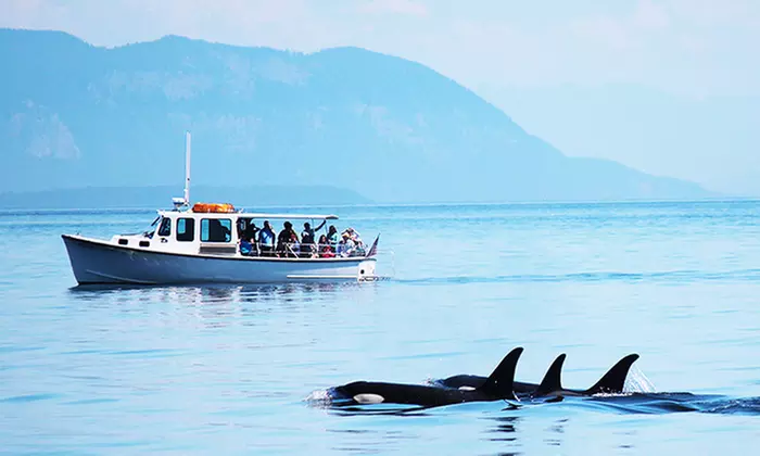 Whale Watching for One or Two at Orcas Island Whale Watch (Up to 10% Off) - Primary Image