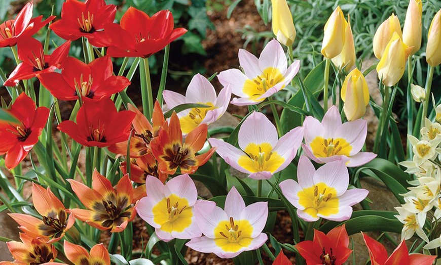 Image 1: 50 or 100 Bulbs of Mixed Tulip Spring Ground Cover