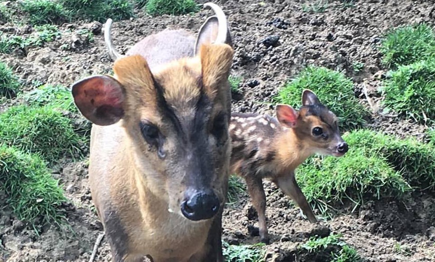 Image 10: Entrada para adulto y/o niño para el Zoológico El Bosque