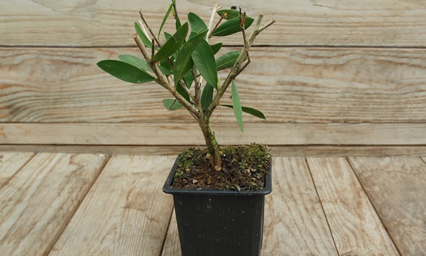 Image 3: Cornus Kousa Szechuan Strawberry 9cm Potted Plant