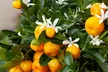 Zitrusbaum (Citrus Calamondin) - Second Medium