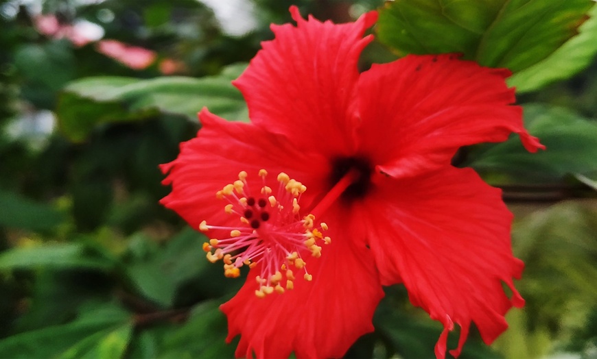 Image 4: Hibiscus rustiques