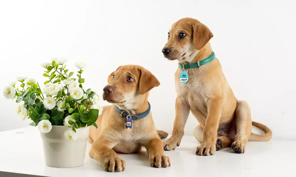 One or Two Personalized Pet Tags from Photobook Canada (Up to 65% Off) - Second Medium