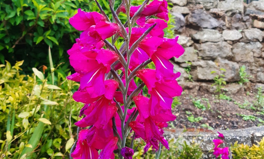 Image 2: Bright Magenta Gladiolus 15 Bulbs