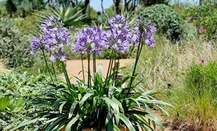 Image 3: Agapanthus Midnight Moon - Up to 3 Potted Plants