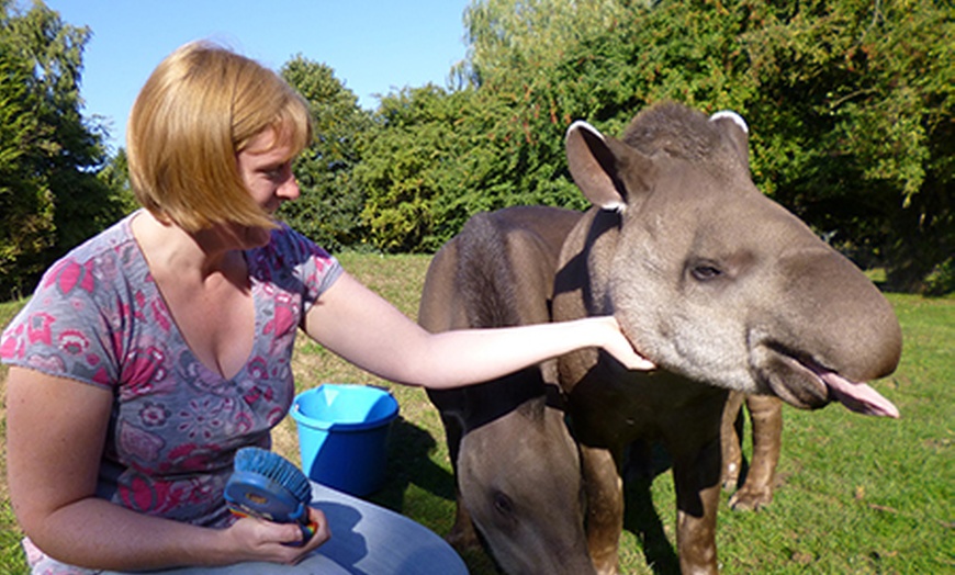 Image 6: Big Cat Experience at Linton Zoo