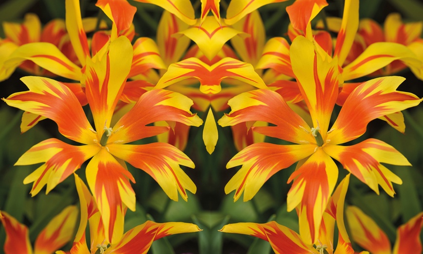 Image 1: 16 or 32 Tulip Fire Wings Bulbs