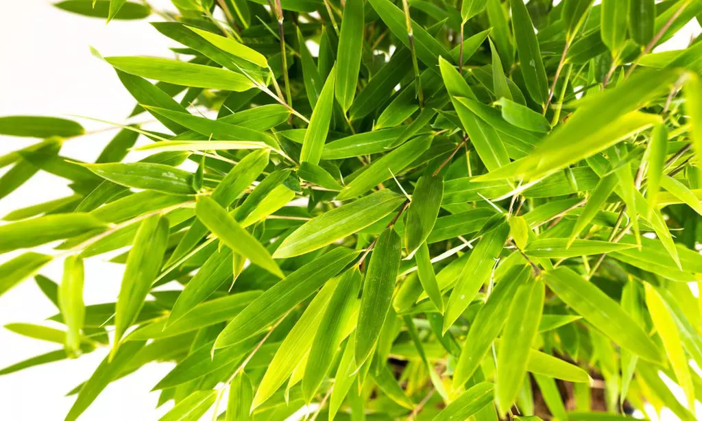 1x oder 2x oder 4x Bambus-Pflanze „Fargesia"