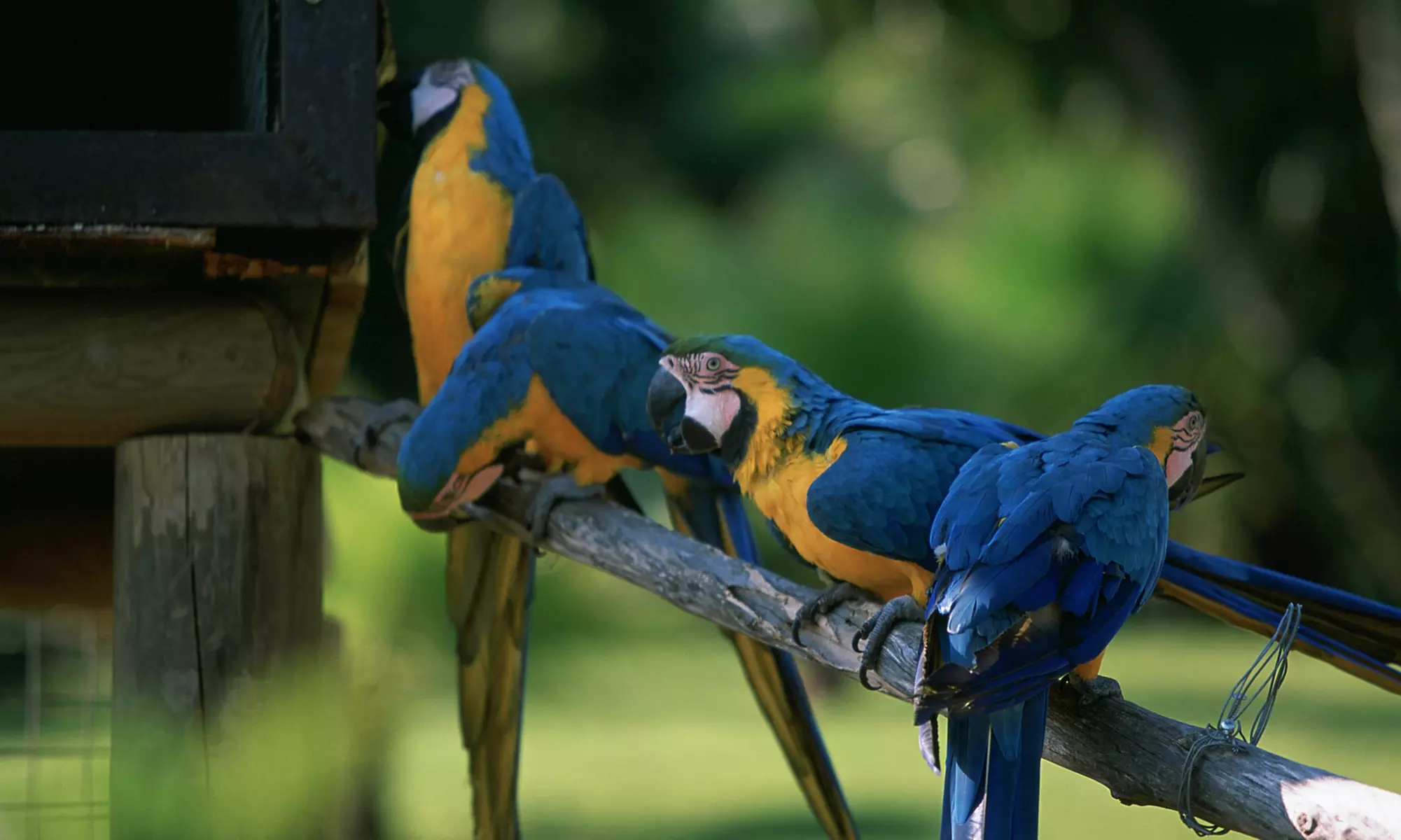Entrada de día a elegir a Selwo Marina, Aventura y/o teleférico